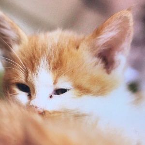 Meet your Posher, Paul